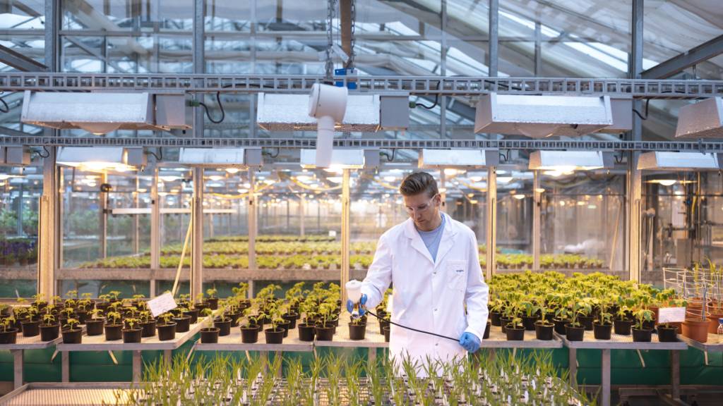 Der Pflanzenschutz- und Saatguthersteller Syngenta hat 2025 den operativen Gewinn deutlich gesteigert. (Archivbild)
