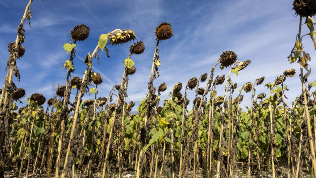 Wärmster August weltweit - Meere auf Rekordtemperatur