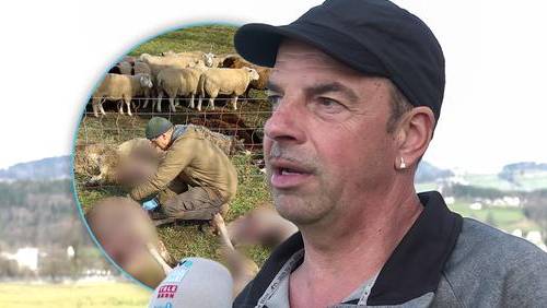 Schafbesitzer über tödliche Hundeattacke: «Ich dachte, mich trifft der Schlag»