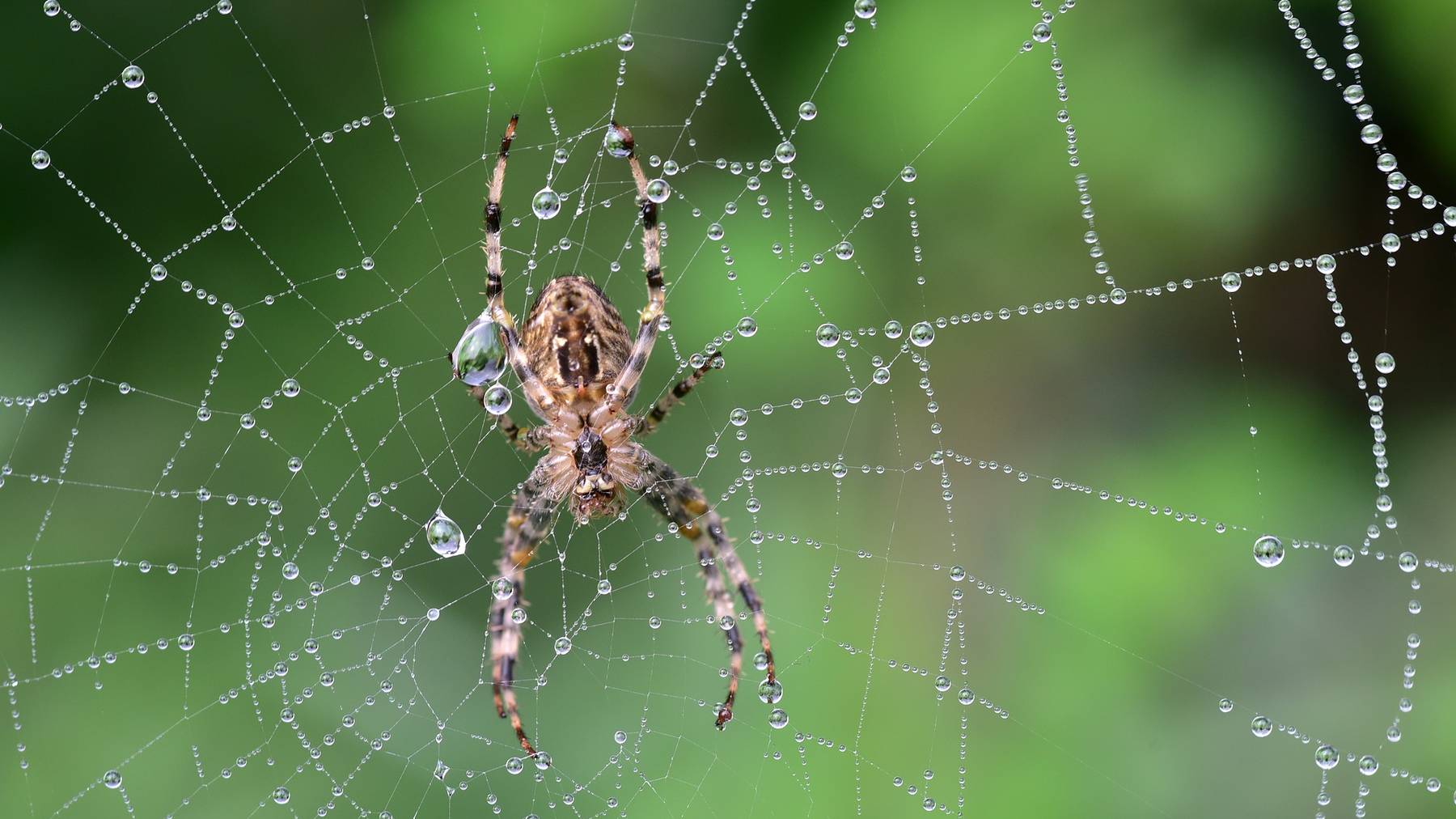 Spinnen nehmen Flüssigkeit über Tautropfen oder ihre Beute auf. Die Trockenheit in unseren Wohnungen kann ihnen zum Verhängnis werden.