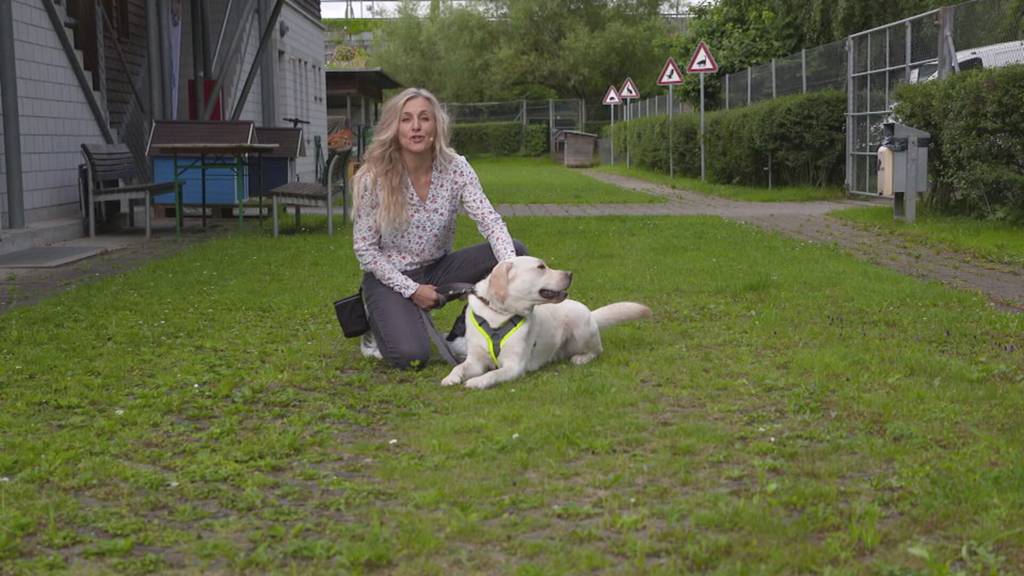Vorschau Sendung «Tierisch»