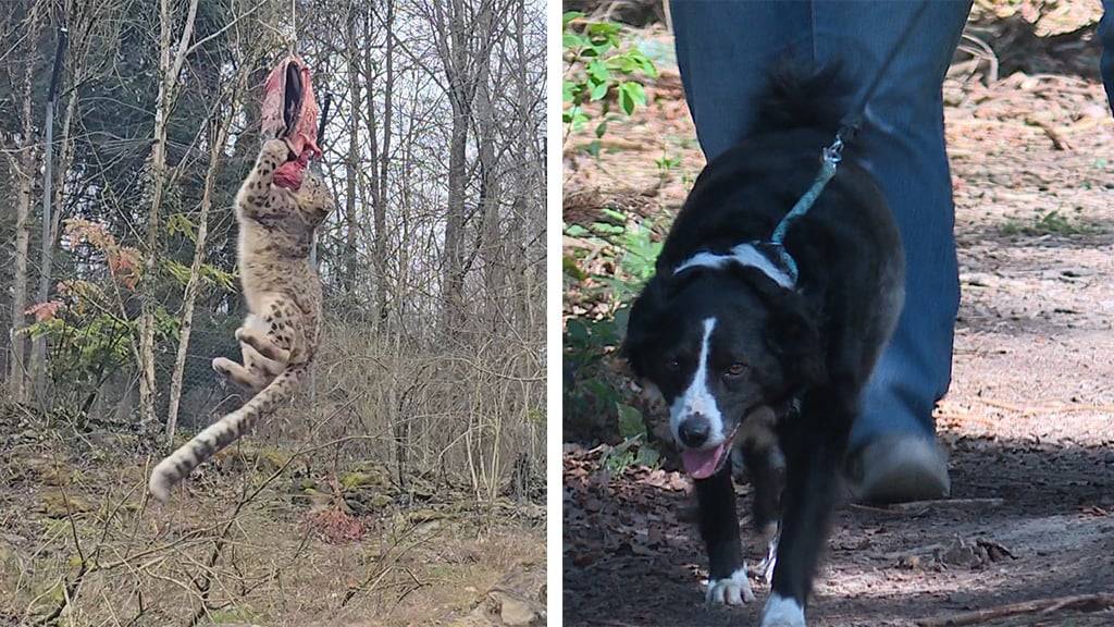 Neuer Lebensraum für Grosskatzen / Leinenpflicht für Hunde