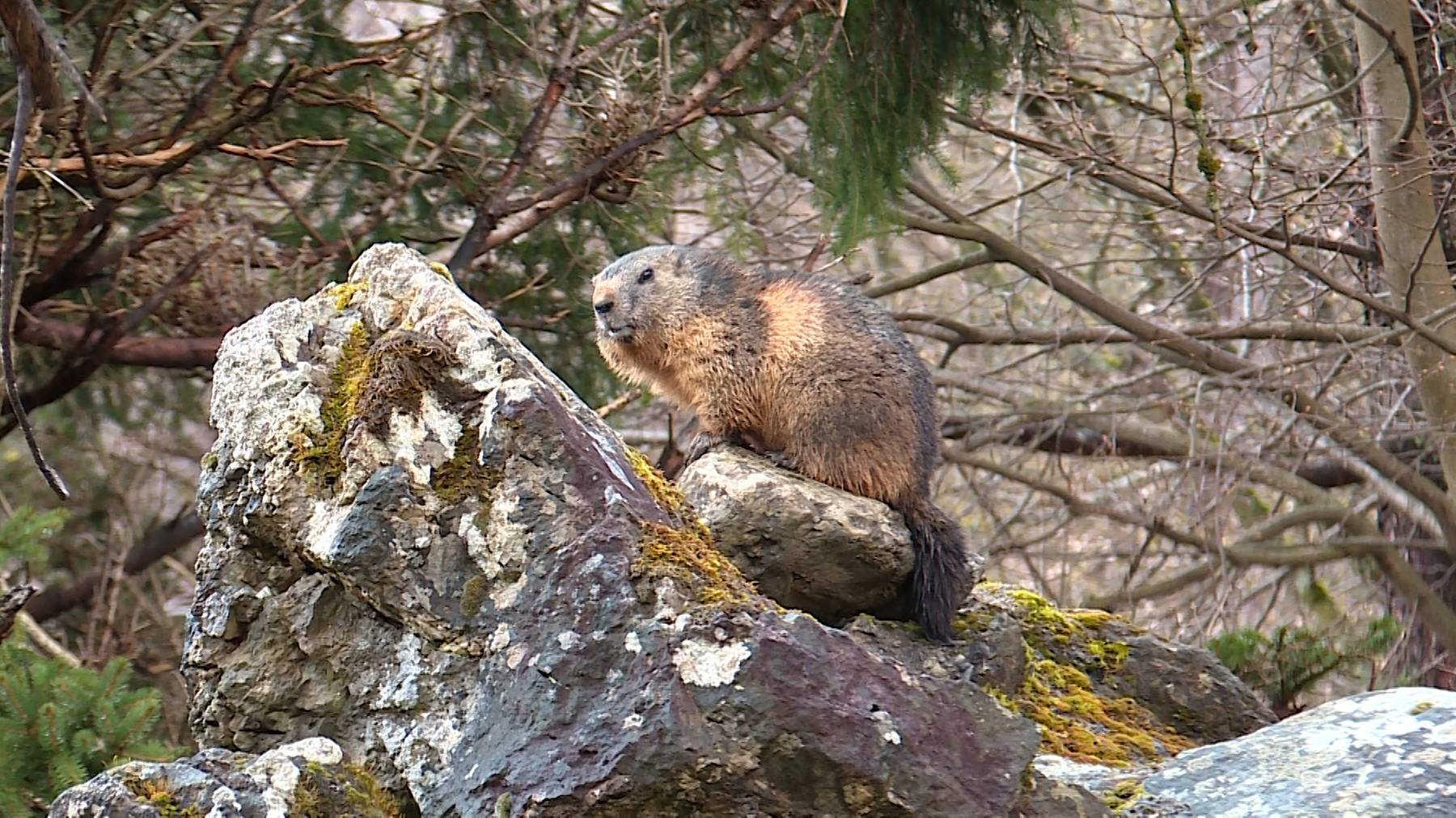 Tierpark Langenberg