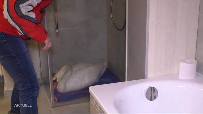 Melanie Heptinstall rettet einen Schwan