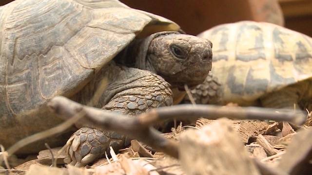 Schildkröten-Auffangstation überquillt