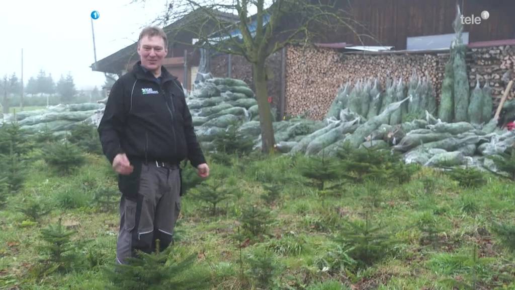 Hagel des letzten Sommers hat Christbaumkulturen zerstört