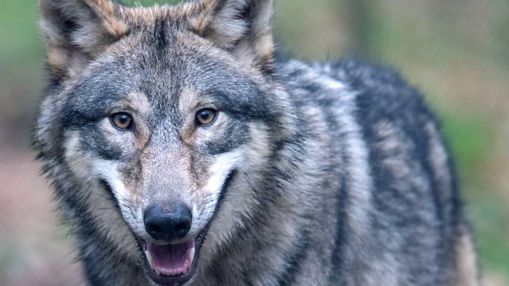 Am 4. Dezember 2023 hat das Amt für Natur, Jagd und Fischerei den Abschuss des gesamten Calfeisentalrudels verfügt. (Symbolbild) 