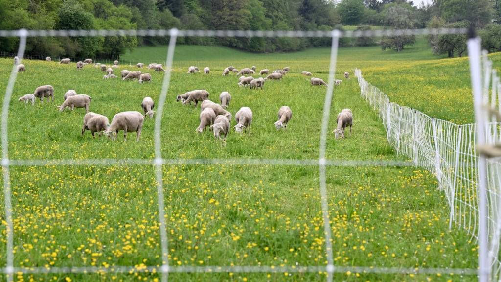 Ein Beispiel für den Herdenschutz: Elektrozaun auf einer Schafweide in Baden-Württemberg D. (Archivbild)