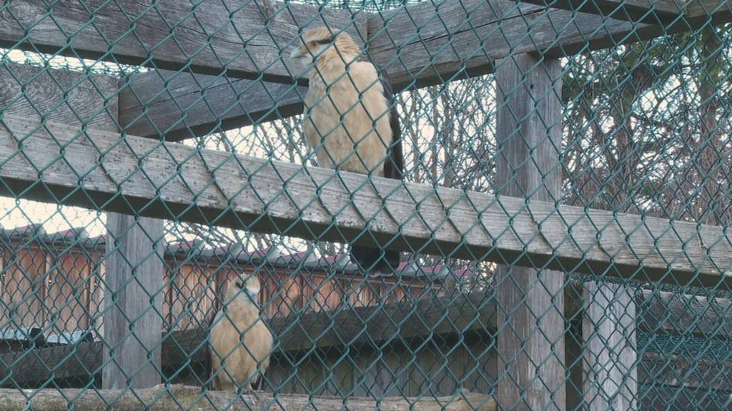 100’000-Franken-Voliere: Greifvogelpark Buchs kämpft ums Überleben