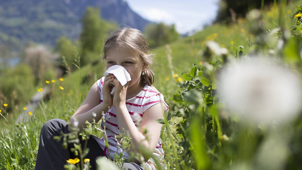 Vor allem die Gräserpollen sorgten in diesem Jahr für allergische Reaktionen wie Heuschnupfen. (Symbolbild)