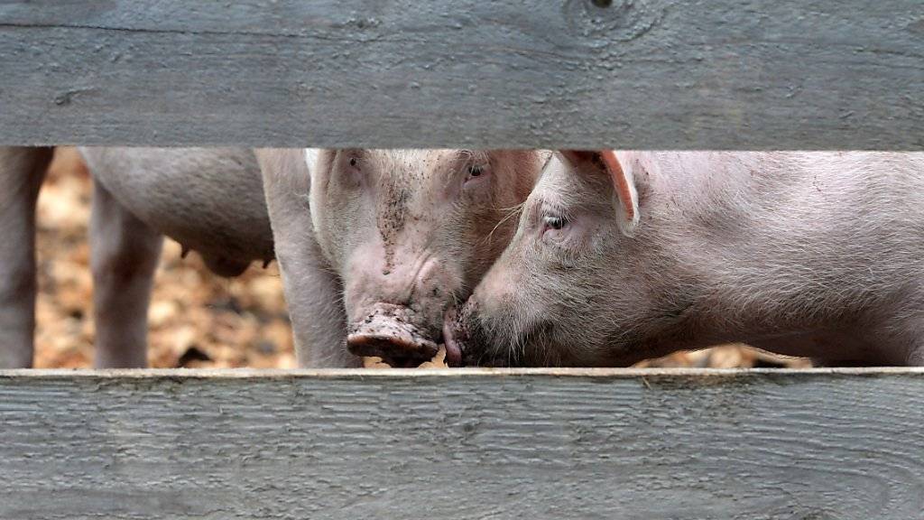 Schweinezüchter erhalten für 35 Franken weniger als noch vor einer Woche, wenn sie ein Schwein zur Schlachtbank führen. (Symbolbild)