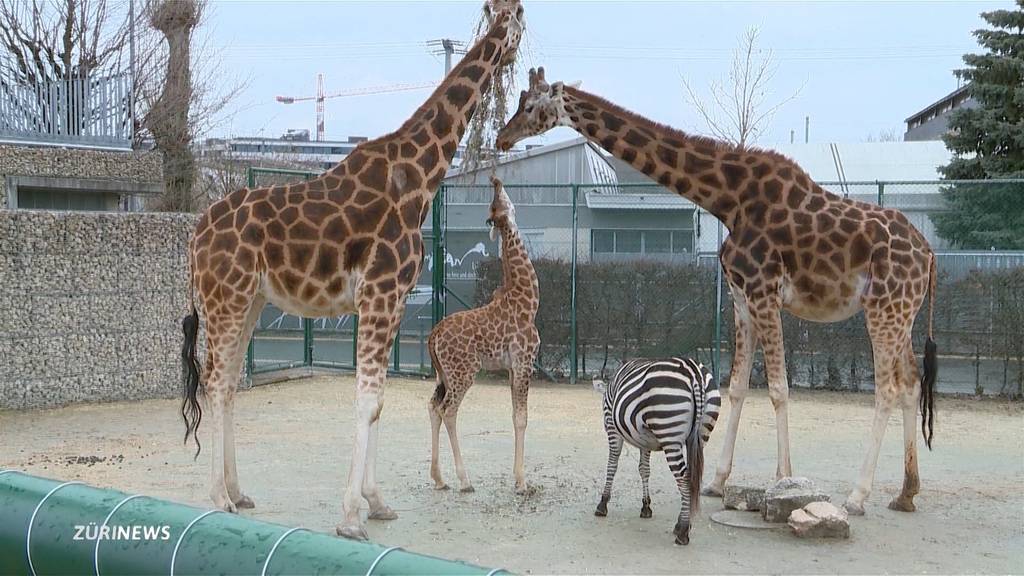 Tierischer Nachwuchs und Elefantenreiten locken in Knies Kinderzoo