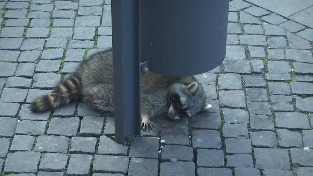 Beschwipster Waschbär torkelt über Weihnachtsmarkt