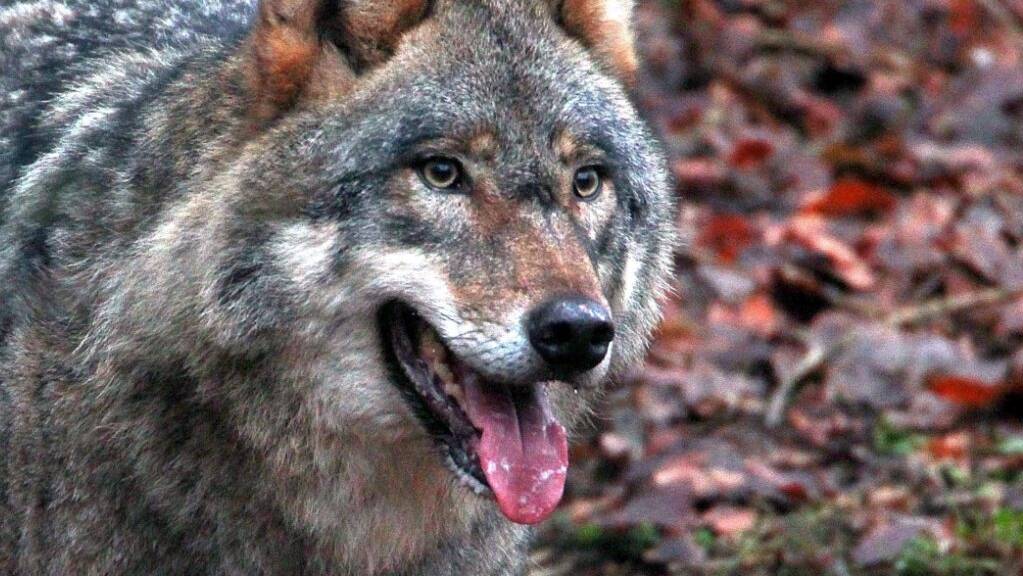 Naturschutzorganisationen fordern eine Dezimierung des Problemrudels am Beverin in Graubünden. (Themenbild)