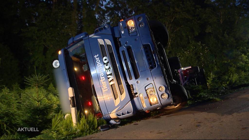 «Säuli-Transporter» gekippt: 6 Tiere sterben bei Unfall in Fahrwangen