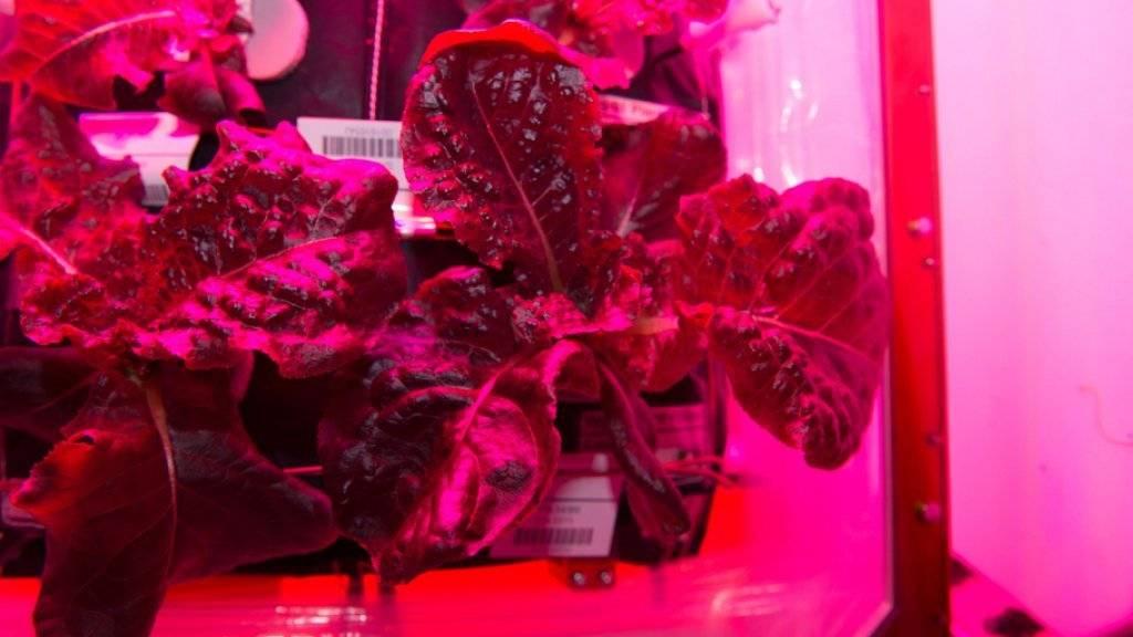 Der rote Salat hat den Astronauten geschmeckt.
