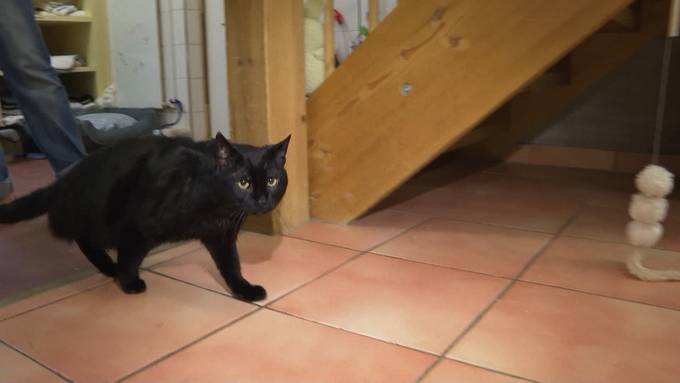 3-beiniger Kater kämpft sich zurück ins Leben