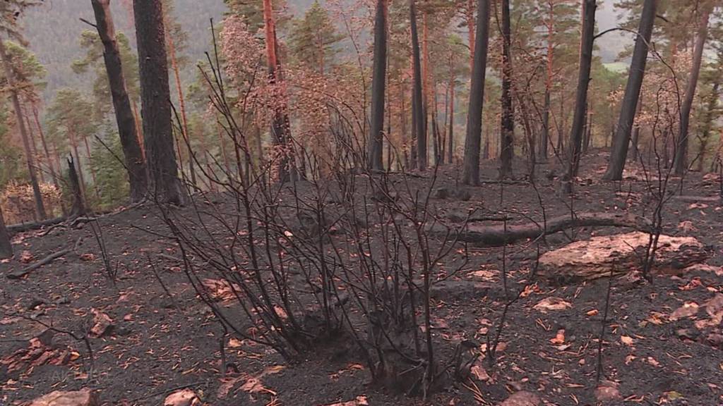 Augenschein: Waldbrand in Herbetswil zerstörte ein Biodiversitäts-Projekt
