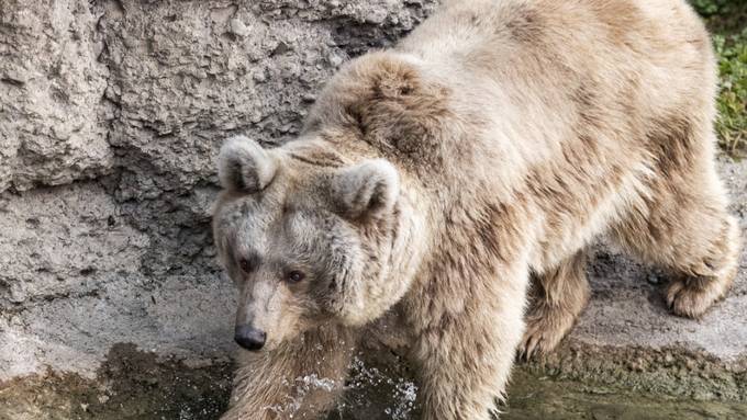 Bärin in französischen Pyrenäen nach Angriff auf Jäger erschossen