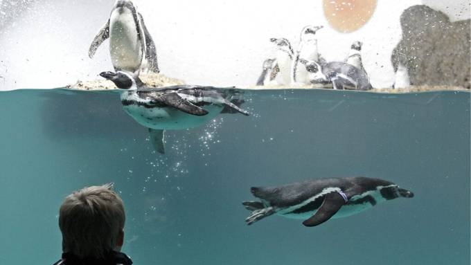 Zoo Zürich: Humboldtpinguine brüten - und klauen sich auch mal Eier