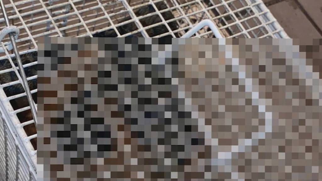 «Das ist eine Schweinerei»: Unbekannter ertränkt Katze in Aare