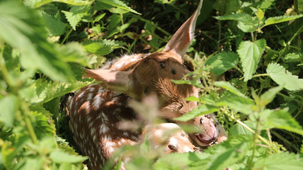 Klein Bambi ruht sich gerne versteckt aus. (Bild: FM1Today/NinaMüller)