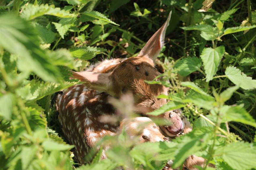 Klein Bambi ruht sich gerne versteckt aus. (Bild: FM1Today/NinaMüller)