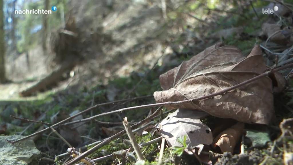 Steigende Waldbrandgefahr in der Zentralschweiz