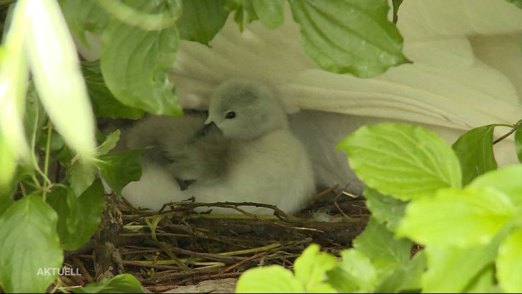 In Aarau gibt’s keine Schwanenbabys