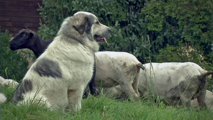 Hirtenhunde: Begehrt, aber selten