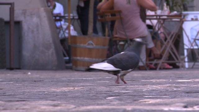 Wie viele Tauben hat es in Bern?