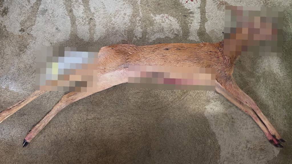 Wilderei in Arni? Jäger findet im Wald angeschossene Rehgeiss