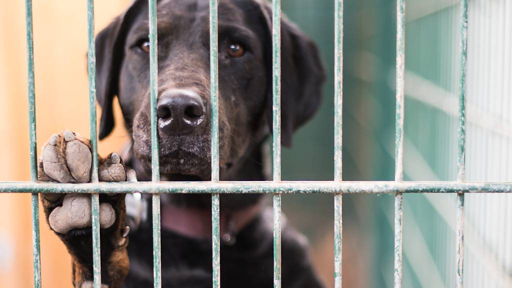 Auch wenn der Hundeblick das Herz erweicht, ist Vorsicht geboten: Wer Tiere aus dem Ausland in die Schweiz bringen will, muss sich vorab informieren. Ansonsten besteht die Gefahr, die Gesundheit der hiesigen Tiere zu gefährden. (Symbolbild)