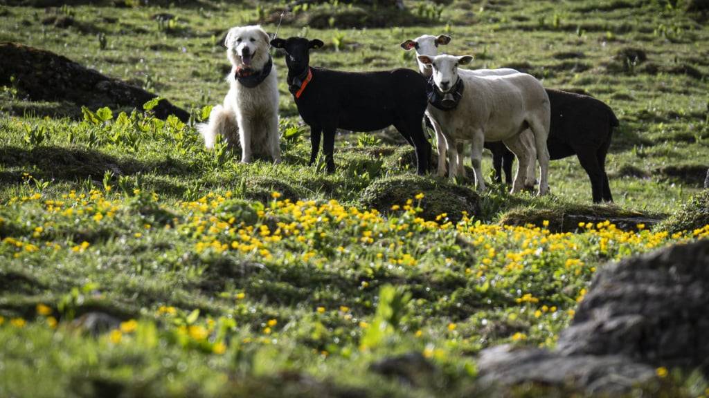 Die Luzerner Regierung will Herdenschutzhunde nicht von der Hundesteuer befreien. (Symbolbild)