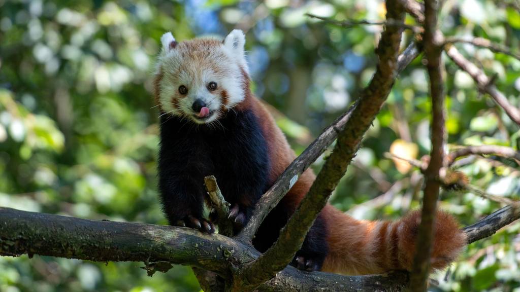 Siddhi – der neue Rote Panda – ist im Zoo Zürich angekommen