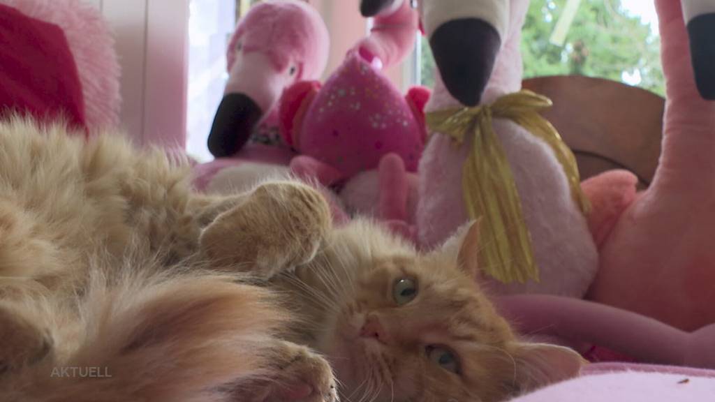 Ärger in Rheinfelden: Heinrich Schweglers Haus ist nach Neueinschätzung dreimal mehr wert