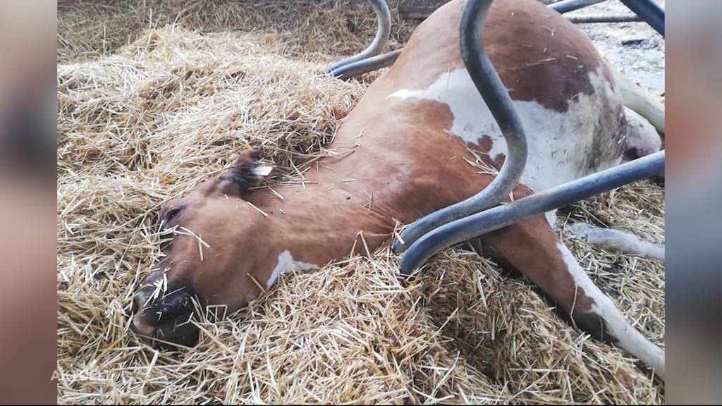 Ist Kuh kurz nach Geburt von Zwillings-Kälbchen wegen weggeworfener Aludose gestorben?