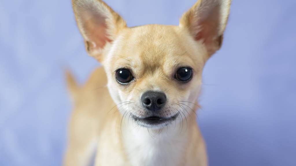 Klein aber oho - der Chihuahua ist besonders beliebt in St.Gallen.