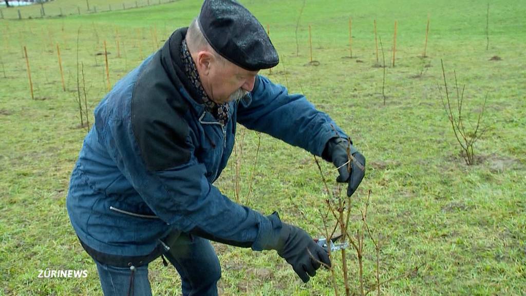 Anwohner pflanzt bei Wetzikon aus Protest ganzen Wald