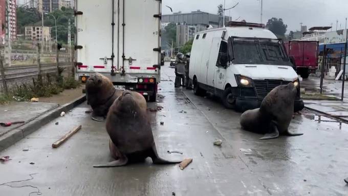 Seelöwen legen Fischerprotest in Chile lahm und blockieren Polizei