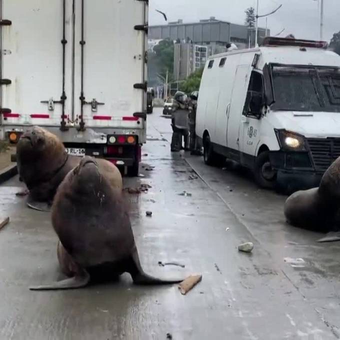 Seelöwen legen Fischerprotest in Chile lahm und blockieren Polizei
