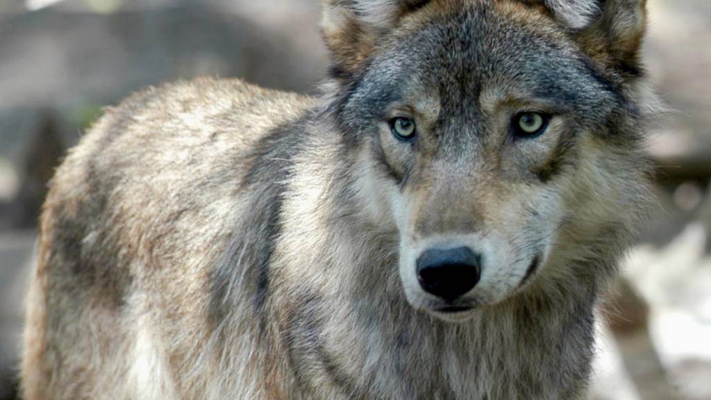 Der Glarner Bauernverband fordert von der kantonalen Jagdverwaltung nach dem Riss eines Kalbes durch Wölfe noch während der Weidesaison einzugreifen, um weitere Schäden zu vermeiden.