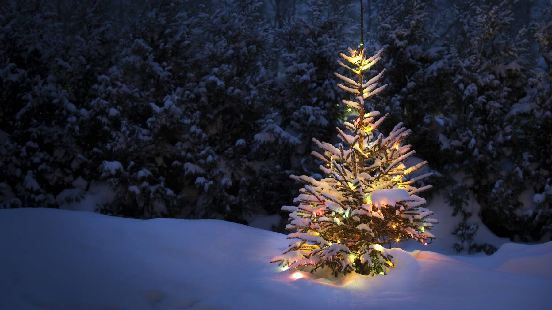 Weihnachten Tannenbaum Wald Winter
