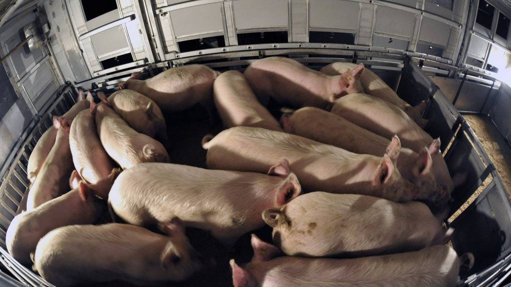 Die Schweine müssen rund acht Stunden auf engstem Raum verbringen. (Symbolbild)