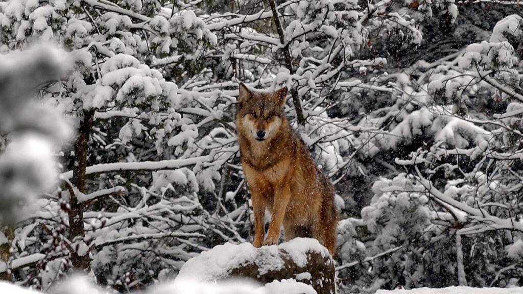 Mit dicker werdender Schneedecke kommen Rehe und Hirsche und mit ihnen auch die Wölfe näher an die Glarner Dörfer heran. (Symbolbild)