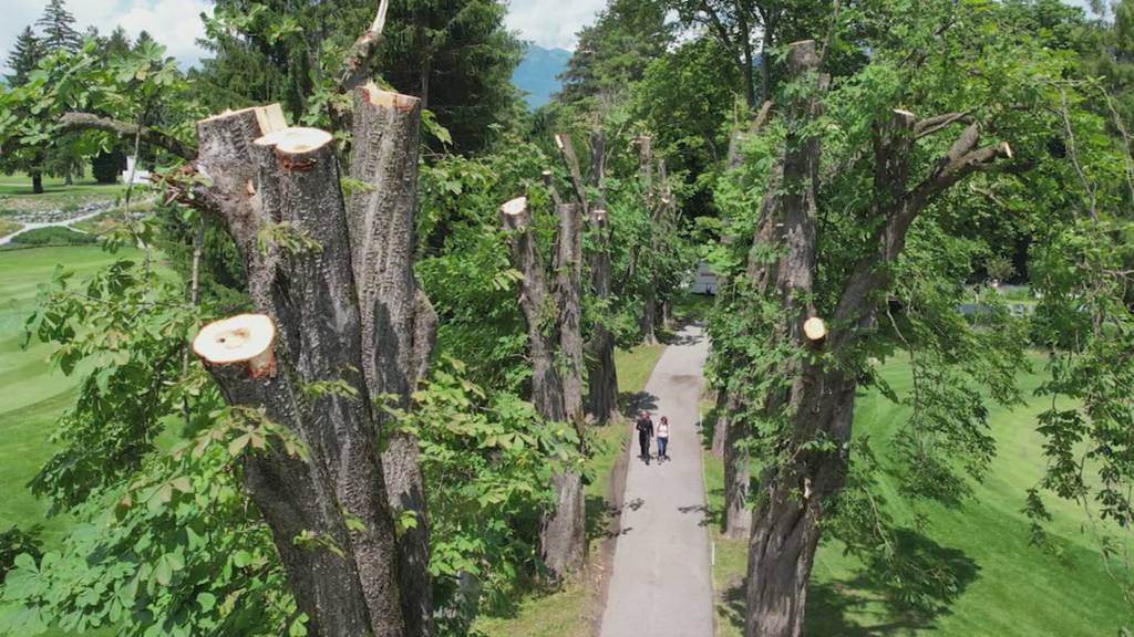 Kastanienbaum-Allee sorgt in Bad Ragaz für Tränen