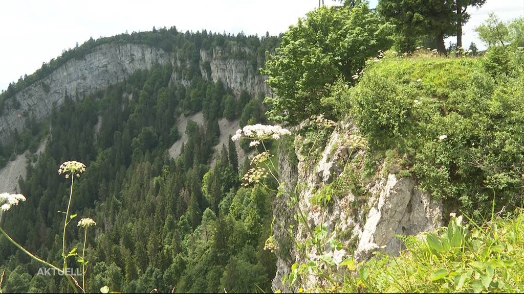 Weltruhm: Der Buchenwald auf dem Bettlachstock ist neues «UNESCO Naturerbe»