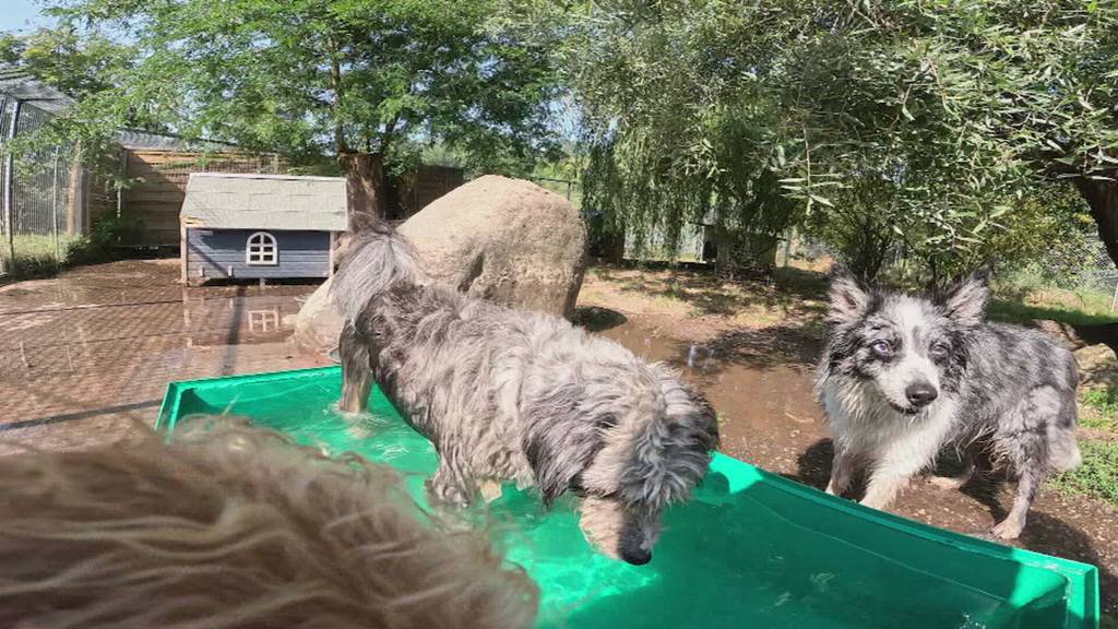 Tipps für Hunde und Hitze