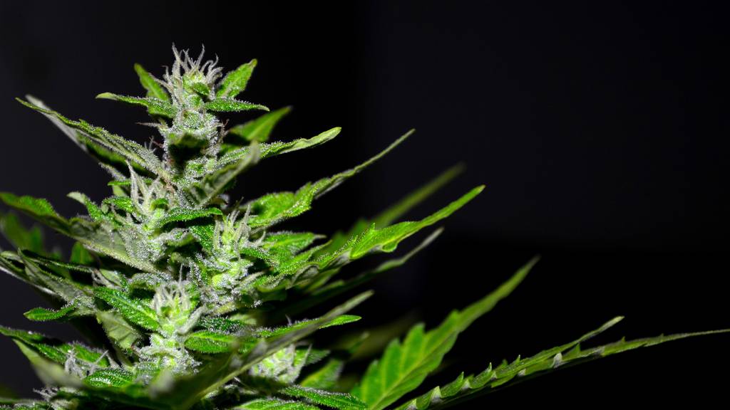 Kapo stellt in Bern 48 Kilogramm konsumfertiges Marihuana sicher