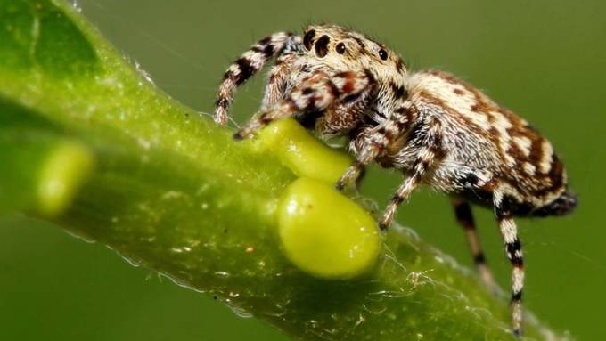 Spinnen ernähren sich auch von Pflanzenkost